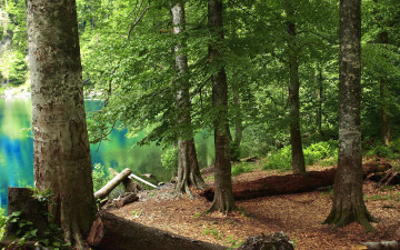 Картинка авт kirakalina природа лес