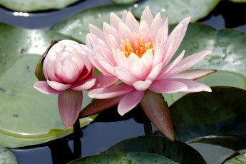 Картинка цветы лилии водяные нимфеи кувшинки розовый бутон вода