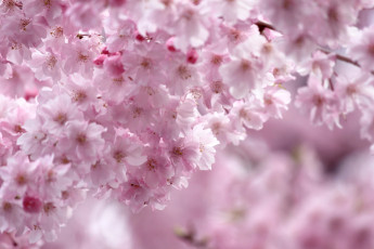Картинка цветы сакура вишня розовый весна ветка