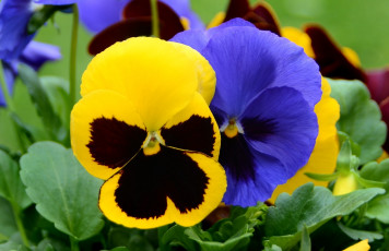 Картинка цветы анютины глазки садовые фиалки желтый фиолетовый
