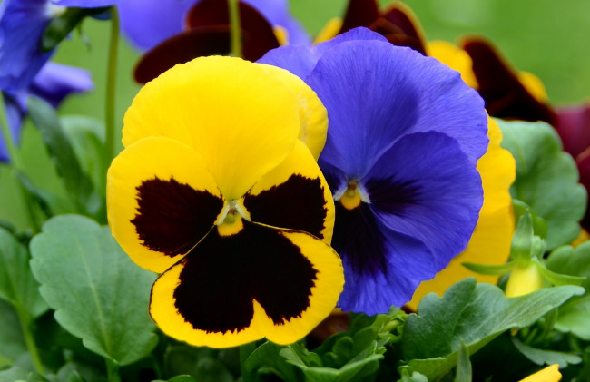 Обои картинки фото цветы, анютины, глазки, садовые, фиалки, желтый, фиолетовый
