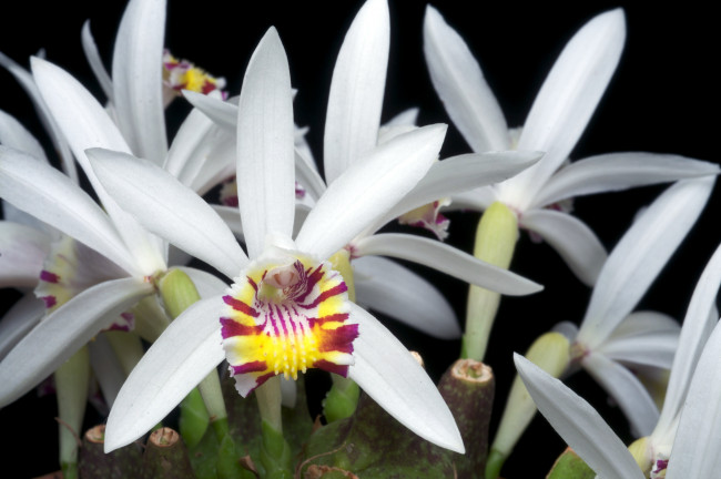 Обои картинки фото цветы, орхидеи, белый, экзотика