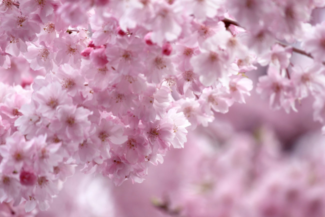 Обои картинки фото цветы, сакура, вишня, розовый, весна, ветка