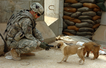 Картинка оружие армия спецназ солдат собака
