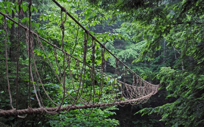Обои картинки фото природа, лес, веревочный, мост, деревья