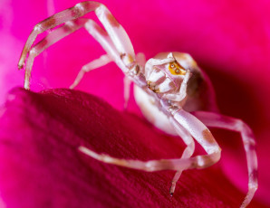 Картинка животные пауки паук петуния тычинки цветок макро