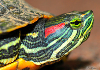 Картинка животные Черепахи макро портрет профиль черепаха