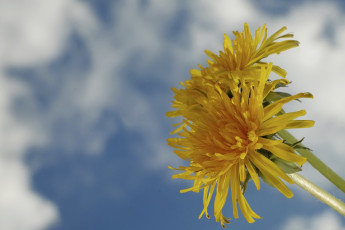 Картинка цветы одуванчики макро небо