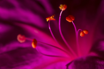 Картинка цветы петунии +калибрахоа тычинки цветок малиновый макро