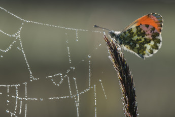 Картинка животные бабочки +мотыльки +моли фон макро утро бабочка роса паутина капли