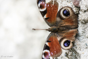 Картинка животные бабочки +мотыльки +моли макро бабочка крылья