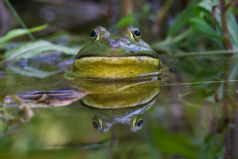 Картинка животные лягушки глаза жаба вода лужа