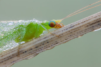 Картинка животные насекомые насекомое златоглазка травинка фон