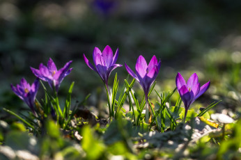 Картинка цветы крокусы весна трава