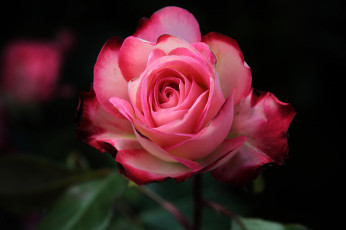 Картинка цветы розы макро природа лепестки бутон роза листья