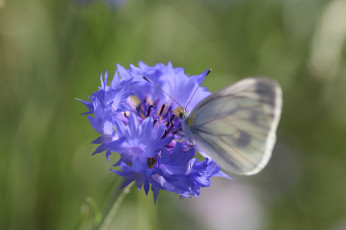 Картинка животные бабочки +мотыльки +моли усики крылья бабочка макро