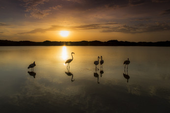 Картинка животные фламинго вечер небо озеро закат