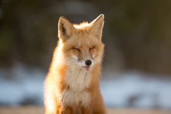 Картинка животные лисы лиса язык зима фон