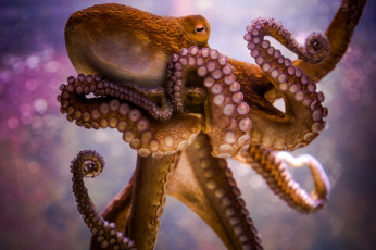 Картинка животные морская+фауна присоски щупальца осьминог