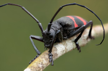 Картинка животные насекомые макро травинка усики жук