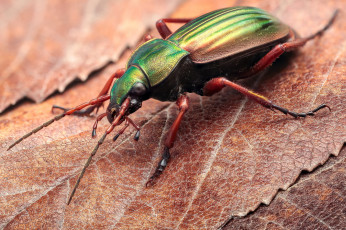 Картинка животные насекомые макро травинка жук насекомое фон