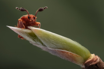 Картинка животные насекомые макро травинка жук усики