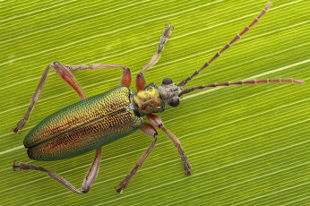 Картинка животные насекомые макро жук лист зелень