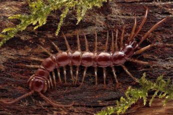 Картинка животные насекомые насекомое макро сороконожка мох