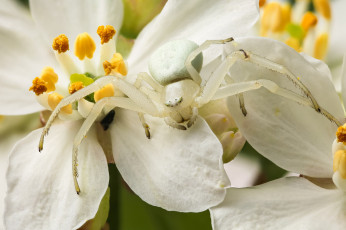 Картинка животные пауки макро цветы паук белый
