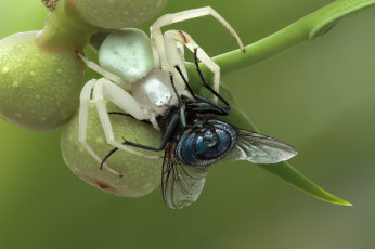 Картинка животные пауки муха паук добыча макро трапеза