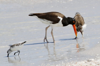 Картинка животные птицы берег пляж песок вода