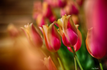 Картинка цветы тюльпаны фон размытость