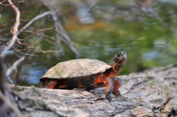 Картинка животные Черепахи бревно озеро черепаха