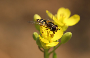 Картинка животные насекомые насекомое макро цветы