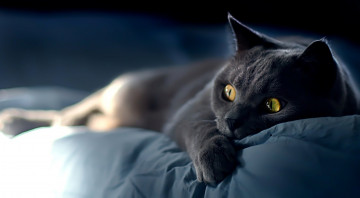 Картинка животные коты морда котяра взгляд глаза усы кошка кот