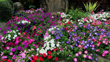 Картинка цветы петунии +калибрахоа разноцветные клумба