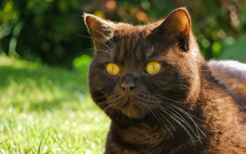 Картинка животные коты взгляд чёрный кот усы котяра морда глазища