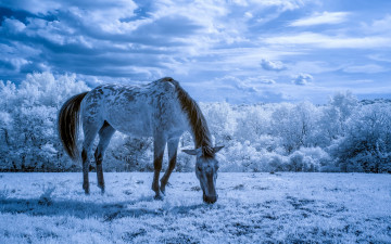 Картинка животные лошади конь природа лето
