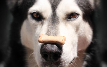 Картинка животные собаки лайка собака маламут голова нос кость