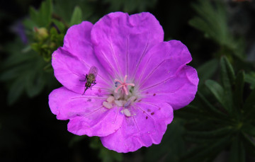 Картинка цветы мальвы цветок макро насекомое сиреневый