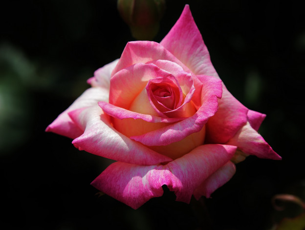 Обои картинки фото цветы, розы, розовая, фон, макро, роза
