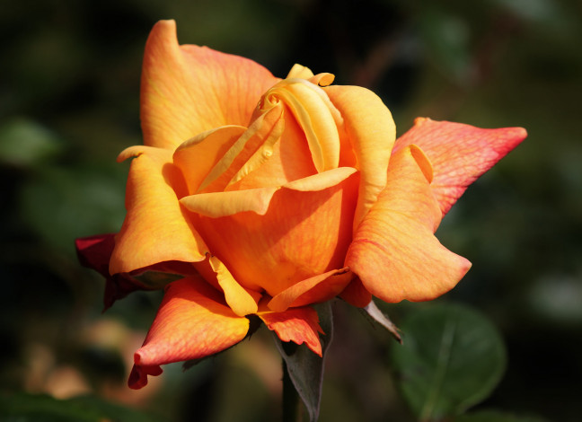Обои картинки фото цветы, розы, роза, оранжевая, лепестки, макро