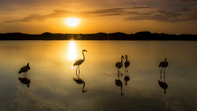 Обои картинки фото животные, фламинго, вода, озеро, птицы, закат, облака, небо, отражение