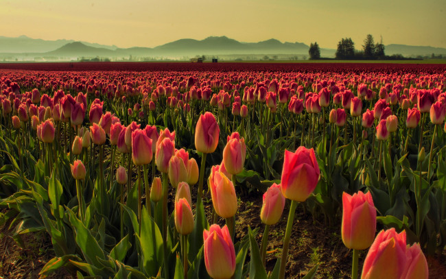 Обои картинки фото цветы, тюльпаны, поле, утро, туман