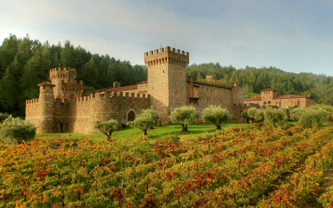 Обои картинки фото города, замки италии, castello, di, amorosa, трава, италия, лес, поле, крепость, замок, tuscany, деревья, плантация