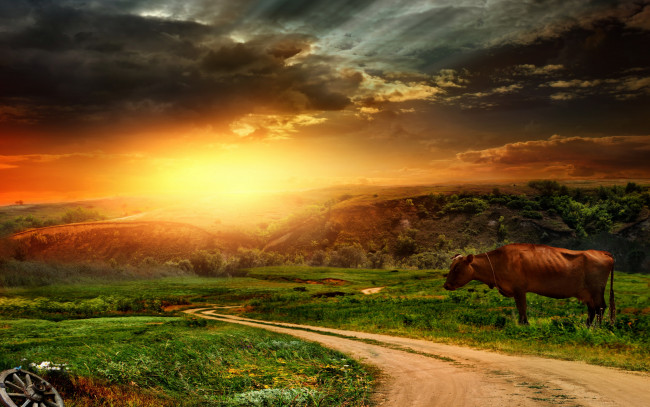 Обои картинки фото животные, коровы,  буйволы, дорога, трава, поле, небо, nature, landscape, sky, закат, sunset