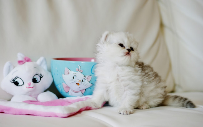 Обои картинки фото животные, коты, пушистый, малыш, чашка, игрушка, котёнок