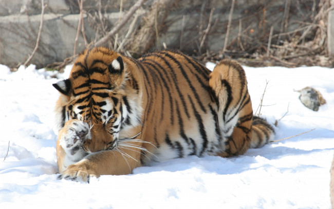 Обои картинки фото животные, тигры, амурский, зима, снег, тигр