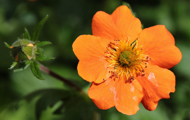 Обои картинки фото цветы, цветок, макро, оранжевый