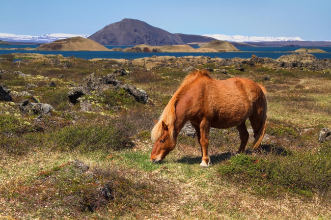 Обои картинки фото животные, лошади, лошадь, пастбище, залив, холмы, горы, исландия
